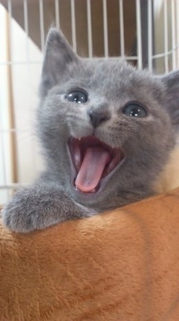 ねとらぼ生物部編集長