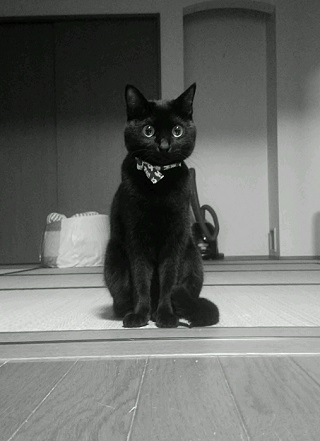 ねとらぼ生物部編集長