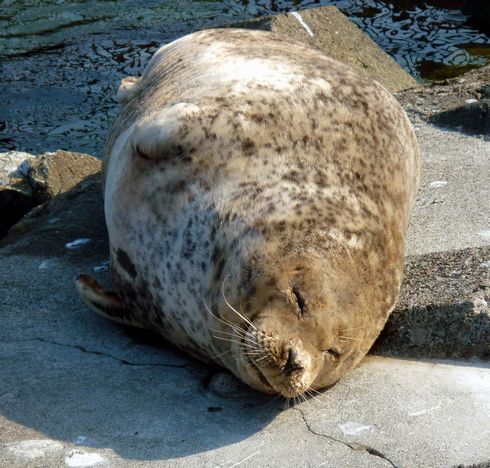 ゼニガタアザラシ