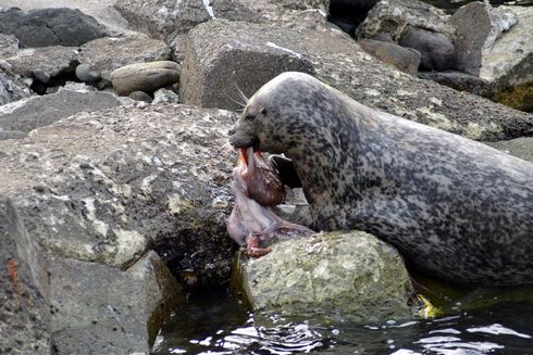 ゼニガタアザラシ