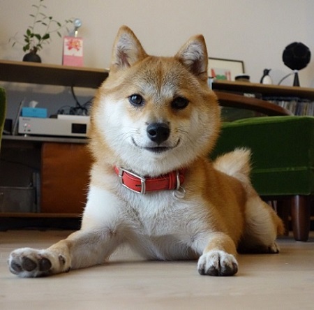 ねとらぼ生物部編集長