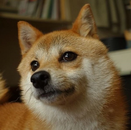 ねとらぼ生物部編集長