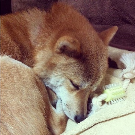 ねとらぼ生物部編集長
