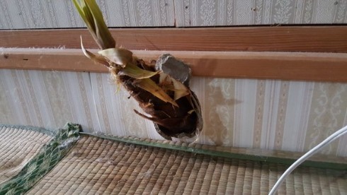 竹