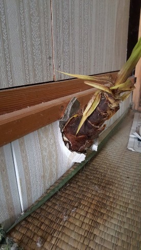竹2