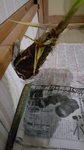竹3
