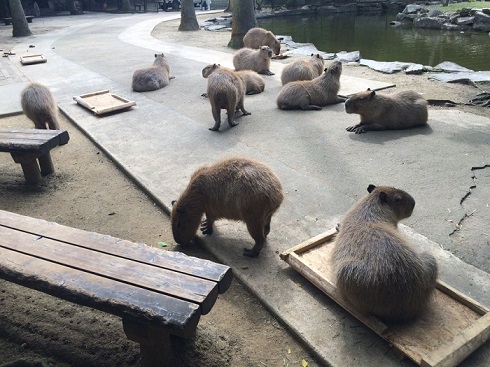 カピバラ