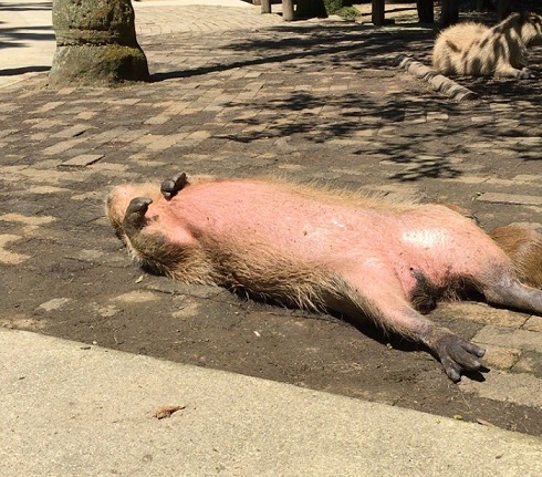 カピバラ