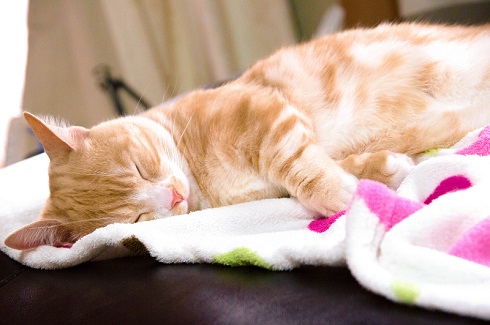 ねとらぼ生物部編集長