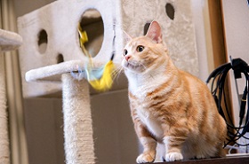 ねとらぼ生物部編集長