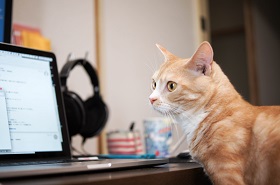 ねとらぼ生物部編集長