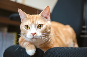 ねとらぼ生物部編集長