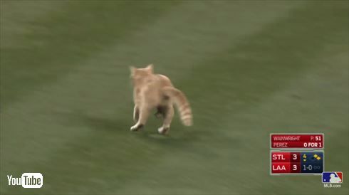 MLBネコ乱入