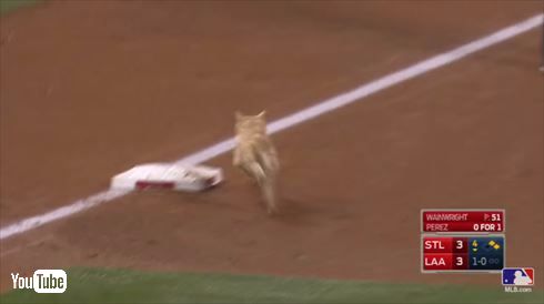 MLBネコ乱入