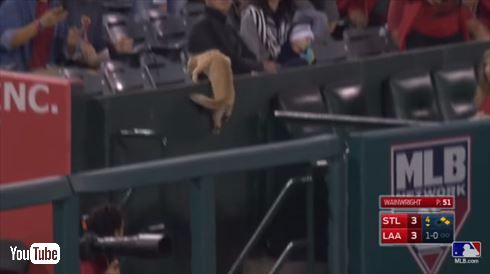MLBネコ乱入