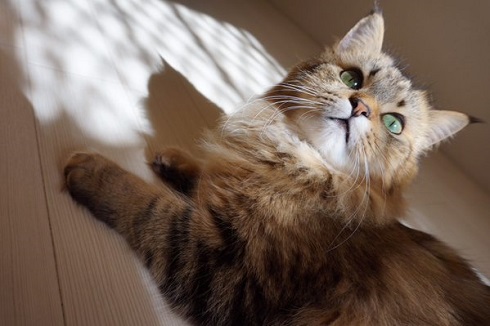 ねとらぼ生物部編集長