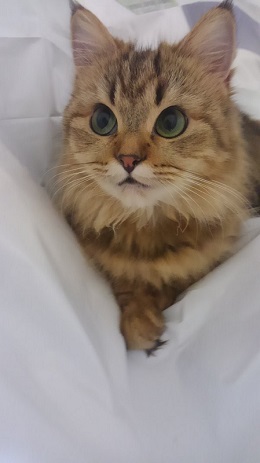 ねとらぼ生物部編集長