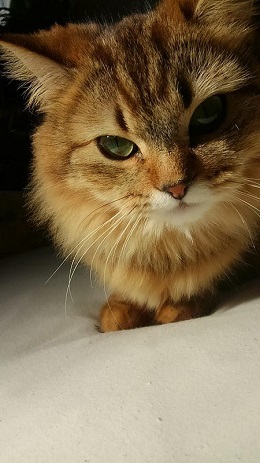 ねとらぼ生物部編集長