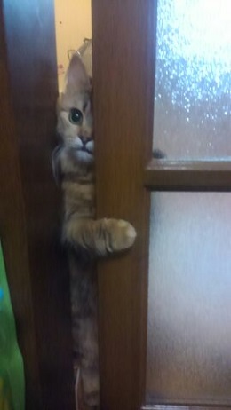 ねとらぼ生物部編集長