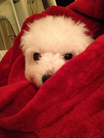 ねとらぼ生物部編集長