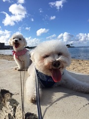 ねとらぼ生物部編集長