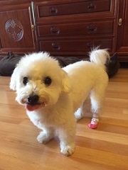 ねとらぼ生物部編集長