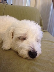 ねとらぼ生物部編集長