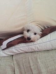 ねとらぼ生物部編集長