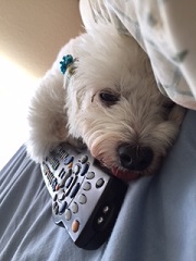 ねとらぼ生物部編集長