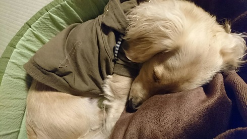 ねとらぼ生物部編集長