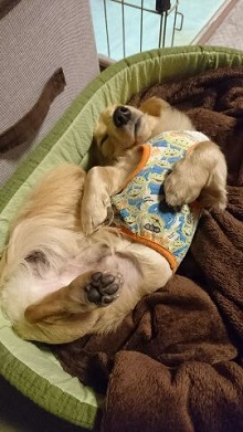 ねとらぼ生物部編集長