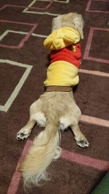 ねとらぼ生物部編集長