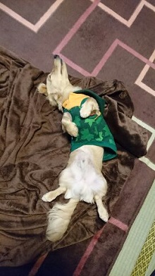 ねとらぼ生物部編集長