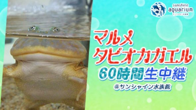 カエル