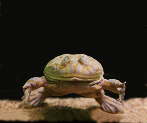 カエル