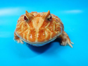 カエル