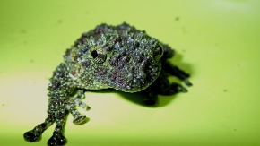 カエル