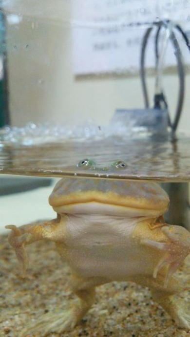 カエル