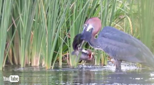 オニアオサギナマズ丸のみ