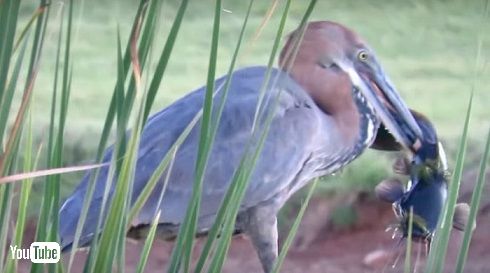 オニアオサギナマズ丸のみ