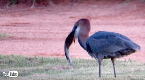 オニアオサギナマズ丸のみ