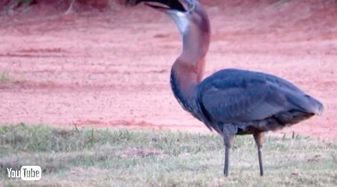 オニアオサギナマズ丸のみ
