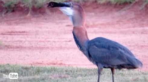 オニアオサギナマズ丸のみ