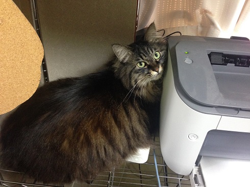 ねとらぼ生物部編集長