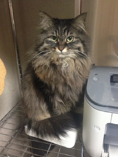 ねとらぼ生物部編集長