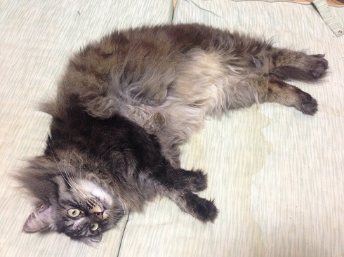 ねとらぼ生物部編集長