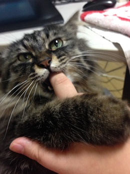 ねとらぼ生物部編集長