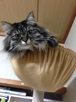 ねとらぼ生物部編集長