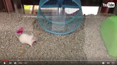 回し車の使い道を履き違えてるネズミ