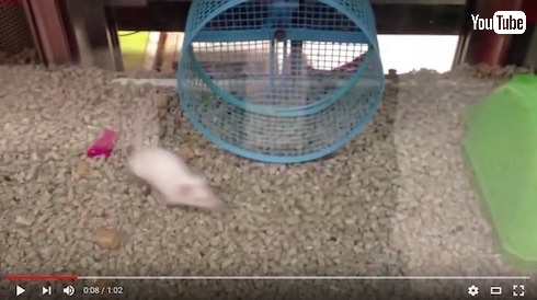 回し車の使い道を履き違えてるネズミ